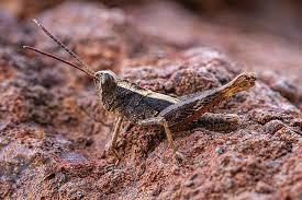 Attēlu rezultāti vaicājumam “Capsodes gothicus imago”