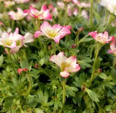 Image result for Steinbrech