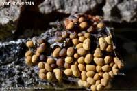 Attēlu rezultāti vaicājumam “Trichia contorta”