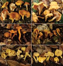 Attēlu rezultāti vaicājumam “Cantharellus lutescens”