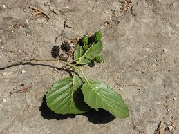 Attēlu rezultāti vaicājumam “Alnus glutinosa leaf”