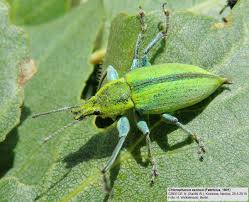 Attēlu rezultāti vaicājumam “Chlorophanus viridis”