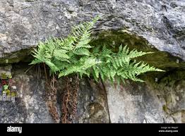 Attēlu rezultāti vaicājumam “Gymnocarpium robertianum”