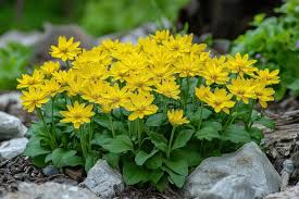Attēlu rezultāti vaicājumam “Senecio vernalis leaf”
