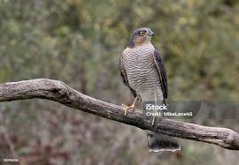 Attēlu rezultāti vaicājumam “Accipiter nisus male”