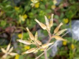 Attēlu rezultāti vaicājumam “Cerastium holosteoides fruit”