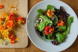 Attēlu rezultāti vaicājumam “Tropaeolum majus fruit”