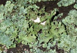 Attēlu rezultāti vaicājumam “Platismatia glauca”