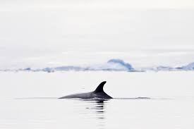 Image result for Balaenoptera bonaerensis