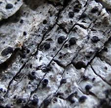 Attēlu rezultāti vaicājumam “Acrocordia gemmata”