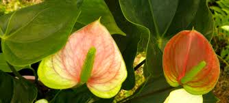 Attēlu rezultāti vaicājumam “Araceae”