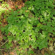 Attēlu rezultāti vaicājumam “Hepatica nobilis fruit”