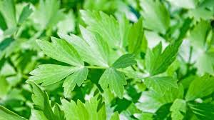 Image result for Liebstöckel