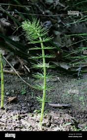 Attēlu rezultāti vaicājumam “Equisetum telmateia”
