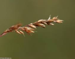 Attēlu rezultāti vaicājumam “Agrostis canina”