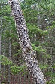 Attēlu rezultāti vaicājumam “Betula alleghaniensis”