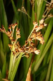 Attēlu rezultāti vaicājumam “Milium effusum flower”