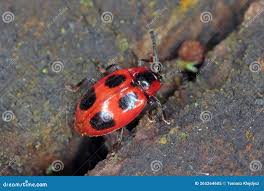 Attēlu rezultāti vaicājumam “Endomychus coccineus”