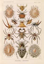 Attēlu rezultāti vaicājumam “Arachnida”