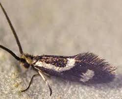 Attēlu rezultāti vaicājumam “Micropterigidae”