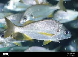 Image result for Pomadasys incisus