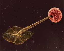 Attēlu rezultāti vaicājumam “Didymium aggregatum spores”