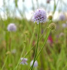 Image result for Succisella inflexa