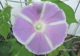 Image result for Ipomoea Lavender