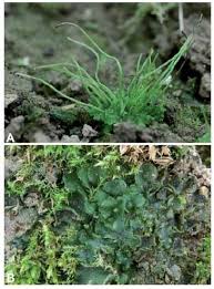 Attēlu rezultāti vaicājumam “Phaeoceros laevis subsp. carolinianus”