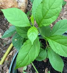 Attēlu rezultāti vaicājumam “Celastrus flagellaris”