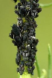 Attēlu rezultāti vaicājumam “Macrosiphoniella absinthii”