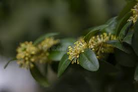 Attēlu rezultāti vaicājumam “Buxus sempervirens flower”