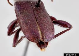 Attēlu rezultāti vaicājumam “Callidium violaceum”