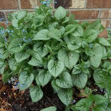 Image result for Brunnera `Jack Frost`