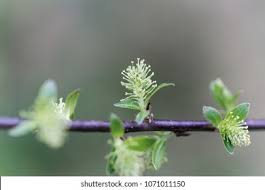 Attēlu rezultāti vaicājumam “Salix myrsinifolia male flower”