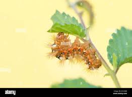 Attēlu rezultāti vaicājumam “Acronicta rumicis imago”