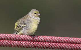 Image result for Carduelis citrinella