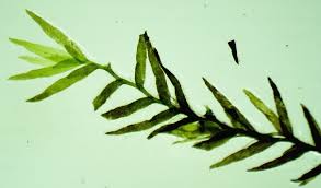 Attēlu rezultāti vaicājumam “Fissidens”