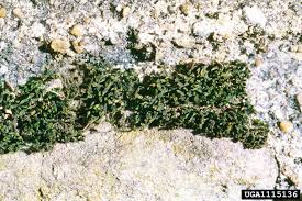 Attēlu rezultāti vaicājumam “Schistidium apocarpum”