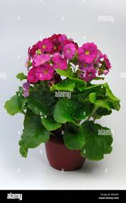 Image result for Primula obconica