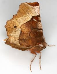 Attēlu rezultāti vaicājumam “Selenia tetralunaria”