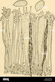 Attēlu rezultāti vaicājumam “Aleurodiscus amorphus”