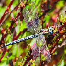 Attēlu rezultāti vaicājumam “Brachytron pratense”