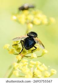Attēlu rezultāti vaicājumam “Mesembrina meridiana”