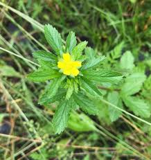 Attēlu rezultāti vaicājumam “Potentilla norvegica flower”