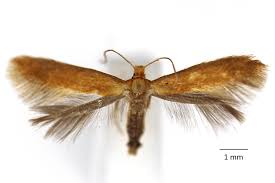 Attēlu rezultāti vaicājumam “Tischeriidae”