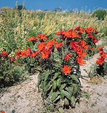 Attēlu rezultāti vaicājumam “Silene x arkwrightii Vesuvius”