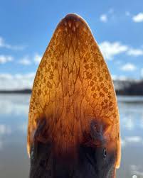 Image result for Scaphirhynchus platorynchus