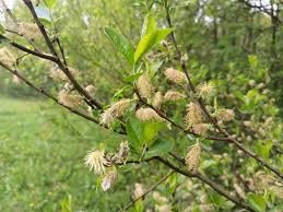Attēlu rezultāti vaicājumam “Salix myrsinifolia”