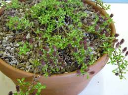 Attēlu rezultāti vaicājumam “Salix myrtilloides”